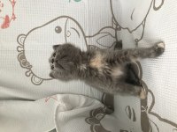 2 aylık orjinal sevimli british longhair kedimiz