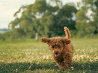 ÜCRETSİZ SAHİPLENDİRME TOY POODLE YAVRULARI
