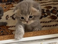 Scottish fold yavrular