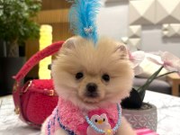 Evinize mutluluk getirecek minicik yavru köpekler