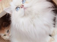 British Longhair ve Shorthair yavrular