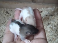 Dumbo rat yavrular