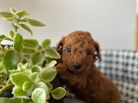 Mocha tadında poodle yavrularım
