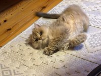 British longhair golden