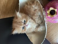 HAVUÇ İRAN KEDİSİ BEBEKLER