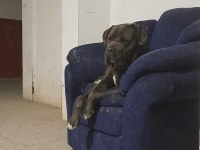 ERKEK BLUE CANE CORSO