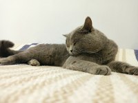 Erkek british shorthair