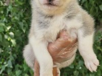 Renk Renk Husky yavrularımız