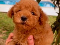 2 aylık safkan toy poodle