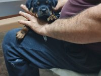 Irk garantili rottweiler yavrular