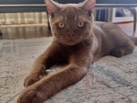 British shorthair cinnamon erkek