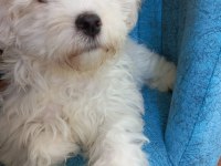 4 aylık maltese terrier satılık
