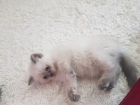 Özel Renk British Shorthair-Sağlıklı Eğitimli Yavrular