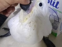 Bebek kakadu yeni yuvasını arıyor