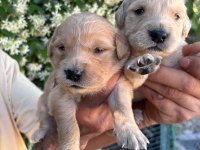 Golden Retriever Yavrularımız