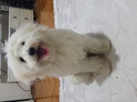 AMA ÇOK ŞEKER MALTESE