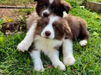 Ev ortamında yetiştirilmiş border collie yavrularımız