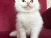 Scottish straight shorthair