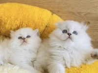 Maviş point British Longhair bebeklerim 