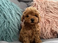 Kore Toy Poodle