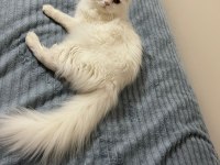 Chinchilla dişi kedimiz