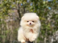 2.5 Aylık Orijinal Pomeranian Boo Yavrular