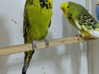 Show jumbo muhabbet kuşu ve salma kafes