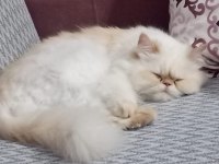 İran kedisi 4 yaşında dişi