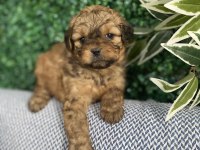 Tatlı Mı Tatlı Maltipoo Yavruları