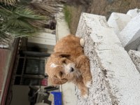 MALTİPOO GÜZELLİĞİ 