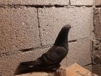 Şöyle Bir Antika Arap Güvercin Var Eser Geçirmiş Damızlığa