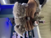 Lilac Bicolor British Shorthair