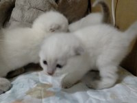 3 haftalık oyuncu scottish fold bebekler