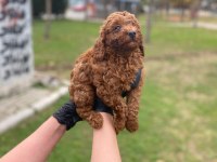 Toy Poodle Yavrularim Ev Üretimi