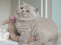 British Shorthair Bebek