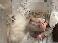 2 yaşında aşırı uysal ragdoll