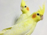 JUMBO BOY EV ÜRETİMİ A KALİTE ERKEK LUTİNO SULTANLAR