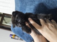 Scottish fold siyah kedimiz