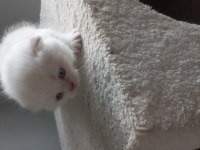 Yavru british shorthair mama yiyorlar tuvalet eğitimi var