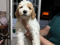 Kurumsal poodle çiftliğinden f2 maltipoo bebekler