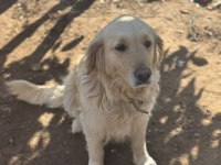 Irk ve Sağlık Garantili Golden Retriever
