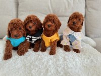 Gerçek Toy Poodle Yavruları Garantili