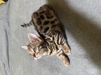 Full şecereli bengal yavrusu