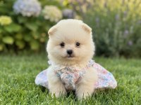 Pomeranian boo mimik boy