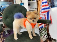 Pomeranian Boo dişi için uygun erkek aranıyor
