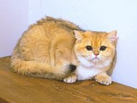 BRİTİSH SHORTHAİR N11 DİŞİ