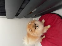 Pomeranian boo erkeğimiz yuvasını arıyor