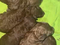Red brown renk ırk garantili kore kan poodle