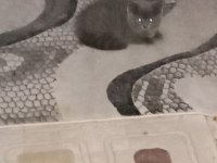 British Shorthair Kedisi