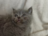 Scottish fold straight